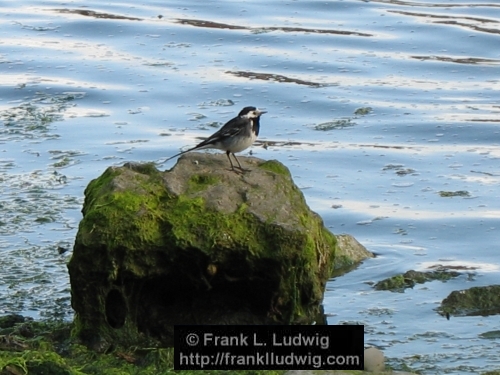 Wagtail